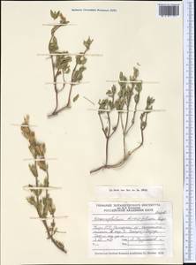 Dracocephalum diversifolium Rupr., Middle Asia, Northern & Central Tian Shan (M4) (Kyrgyzstan)