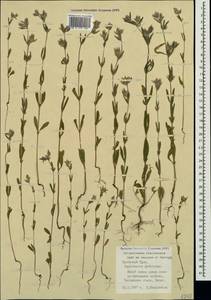 Helianthemum ledifolium subsp. lasiocarpum (Jacques & Herincq) Nyman, Crimea (KRYM) (Russia)