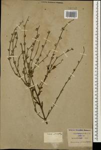 Verbascum pinnatifidum Vahl, Caucasus, Krasnodar Krai & Adygea (K1a) (Russia)