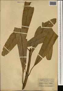 Lophira lanceolata van Tiegh.ex Keay, Africa (AFR) (Guinea)