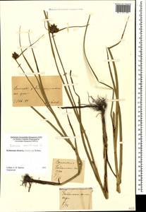 Bolboschoenus maritimus (L.) Palla, Caucasus, Stavropol Krai, Karachay-Cherkessia & Kabardino-Balkaria (K1b) (Russia)