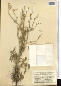 Delphinium biternatum Huth, Middle Asia, Muyunkumy, Balkhash & Betpak-Dala (M9) (Kazakhstan)