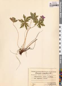 Geranium erianthum DC., Siberia, Chukotka & Kamchatka (S7) (Russia)