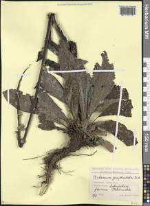 Verbascum gnaphalodes M. Bieb., Caucasus, Georgia (K4) (Georgia)