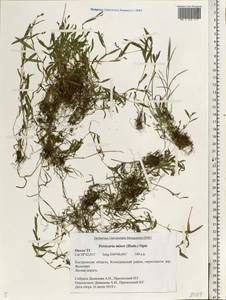 Persicaria minor (Huds.) Opiz, Eastern Europe, Central forest region (E5) (Russia)