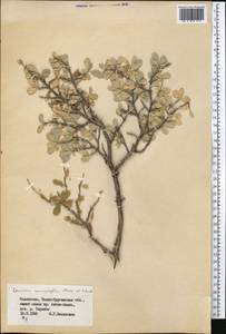 Lonicera microphylla Willd. ex Roem. & Schult., Middle Asia, Dzungarian Alatau & Tarbagatai (M5) (Kazakhstan)