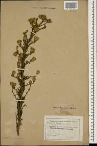 Centaurea stoebe subsp. stoebe, Caucasus (no precise locality) (K0)