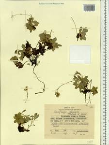 Micranthes merkii subsp. idsuroei (Franch. & Sav.) Tkach, Siberia, Russian Far East (S6) (Russia)