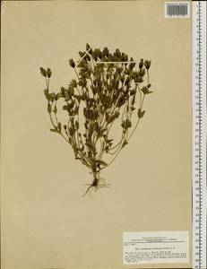 Lomatogonium carinthiacum (Wulfen) Rchb., Siberia, Altai & Sayany Mountains (S2) (Russia)