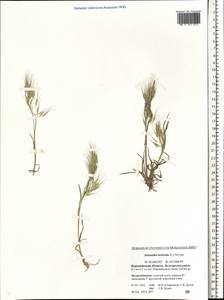 Bromus tectorum L., Eastern Europe, Central forest-and-steppe region (E6) (Russia)