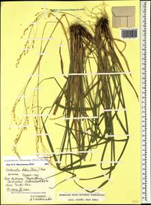 Achnatherum virescens (Trin.) Banfi, Galasso & Bartolucci, Caucasus, Dagestan (K2) (Russia)