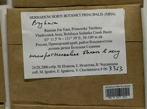 Bryhnia, Bryophytes, Bryophytes - Russian Far East (excl. Chukotka & Kamchatka) (B20) (Russia)