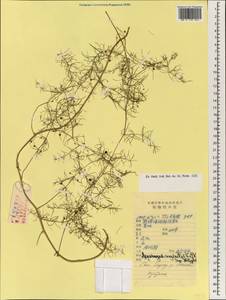 Asparagus neglectus Kar. & Kir., South Asia, South Asia (Asia outside ex-Soviet states and Mongolia) (ASIA) (China)