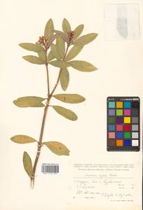 Skimmia japonica var. intermedia Komatsu, Siberia, Russian Far East (S6) (Russia)
