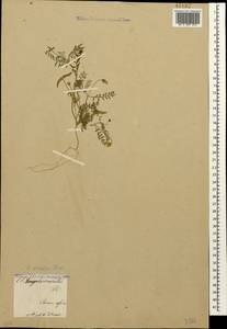 Astragalus asterias Steven, Caucasus, Armenia (K5) (Armenia)