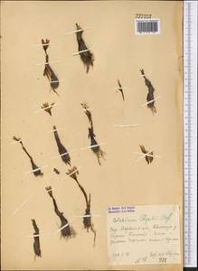 Colchicum kesselringii Regel, Middle Asia, Western Tian Shan & Karatau (M3) (Uzbekistan)