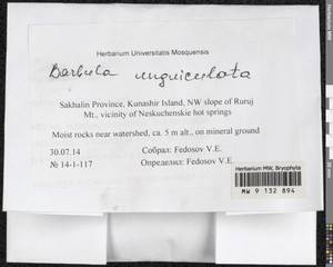 Barbula unguiculata Hedw., Bryophytes, Bryophytes - Russian Far East (excl. Chukotka & Kamchatka) (B20) (Russia)