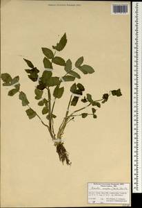 Berula erecta (Huds.) Coville, South Asia, South Asia (Asia outside ex-Soviet states and Mongolia) (ASIA) (Iran)