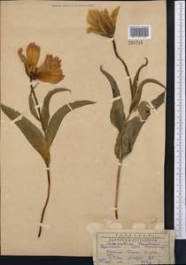 Tulipa greigii Regel, Middle Asia, Western Tian Shan & Karatau (M3) (Kazakhstan)