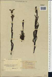 Pedicularis tristis L., Siberia, Baikal & Transbaikal region (S4) (Russia)