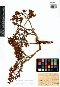 Rhododendron adamsii Rehder, Siberia, Baikal & Transbaikal region (S4) (Russia)