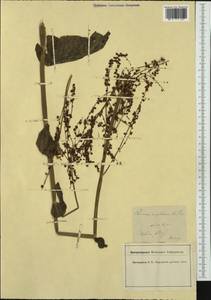 Rumex scutatus, Western Europe (EUR) (France)