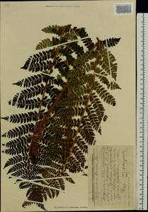 Polystichum braunii (Spenn.) Fée, Eastern Europe, Middle Volga region (E8) (Russia)