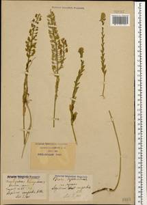 Lepidium campestre (L.) W.T. Aiton, Caucasus, Krasnodar Krai & Adygea (K1a) (Russia)