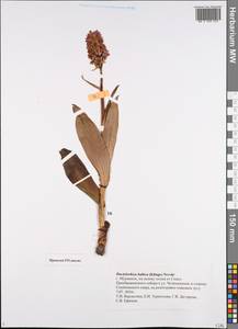 Dactylorhiza majalis subsp. baltica (Klinge) H.Sund., Eastern Europe, Northern region (E1) (Russia)