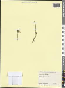 Zygophyllum fabago L., Caucasus, Armenia (K5) (Armenia)