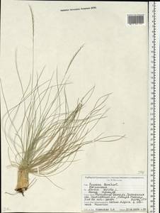 Nardus stricta L., Eastern Europe, Belarus (E3a) (Belarus)