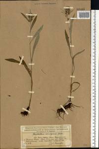 Omalotheca norvegica (Gunnerus) Sch. Bip. & F. W. Schultz, Eastern Europe, Northern region (E1) (Russia)
