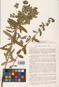 Euphorbia pseudagraria P.A.Smirn., Eastern Europe, Lower Volga region (E9) (Russia)