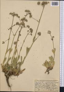 Gypsophila cephalotes (Schrenk) F.N. Williams, Middle Asia, Western Tian Shan & Karatau (M3) (Kazakhstan)