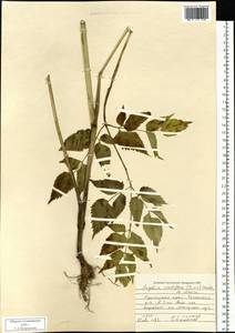Ostericum viridiflorum (Turcz.) Kitag., Siberia, Russian Far East (S6) (Russia)