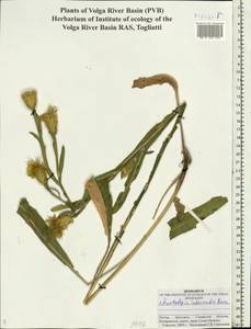 Centaurea glastifolia subsp. intermedia (Boiss.) L. Martins, Eastern Europe, Middle Volga region (E8) (Russia)