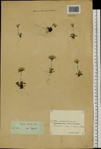 Primula borealis Duby, Siberia, Chukotka & Kamchatka (S7) (Russia)