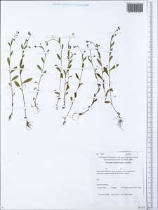 Myosotis laxa (Sam.) Hyl. ex Nordh., Siberia, Baikal & Transbaikal region (S4) (Russia)