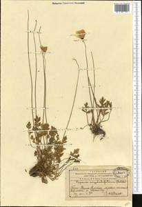 Papaver croceum Ledeb., Middle Asia, Western Tian Shan & Karatau (M3) (Kazakhstan)
