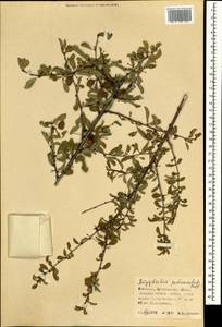Prunus pedunculata (Pall.) Maxim., Mongolia (MONG) (Mongolia)