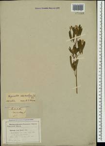 Trigonella caerulea (L.) Ser., Crimea (KRYM) (Russia)