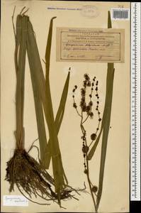 Sparganium erectum L., Caucasus, Azerbaijan (K6) (Azerbaijan)