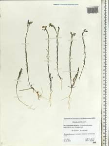 Linum austriacum, Eastern Europe, Lower Volga region (E9) (Russia)