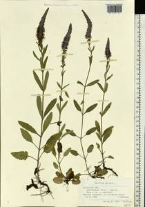 Veronica spicata L., Eastern Europe, Central region (E4) (Russia)