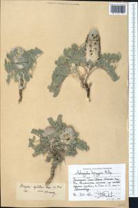 Astragalus cyrtobasis Bunge ex Boiss., Middle Asia, Western Tian Shan & Karatau (M3) (Tajikistan)
