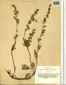 Artemisia stechmanniana Besser, Siberia, Altai & Sayany Mountains (S2) (Russia)