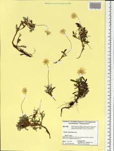 Dryas integrifolia subsp. crenulata (Juz.) Scoggan, Siberia, Central Siberia (S3) (Russia)