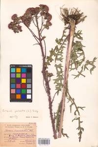 Cirsium palustre (L.) Scop., Eastern Europe, Northern region (E1) (Russia)