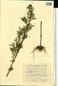 Artemisia annua L., Eastern Europe, North-Western region (E2) (Russia)