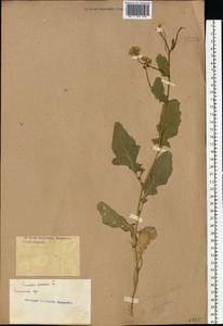 Rhamphospermum arvense (L.) Andrz. ex Besser, Eastern Europe, Rostov Oblast (E12a) (Russia)